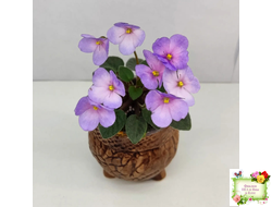 Frosted Fantasy спорт трейлер