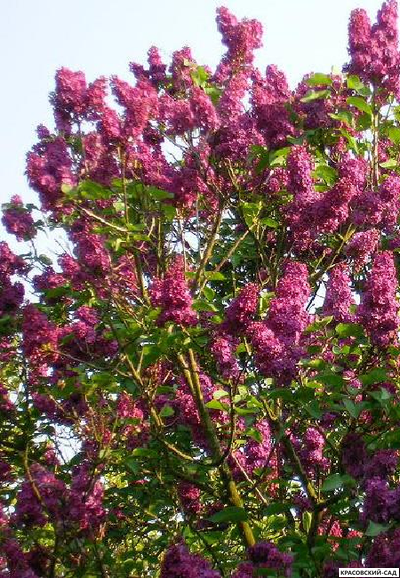 Сирень обыкновенная Знамя Ленина - фото в саду - красовский сад.рф