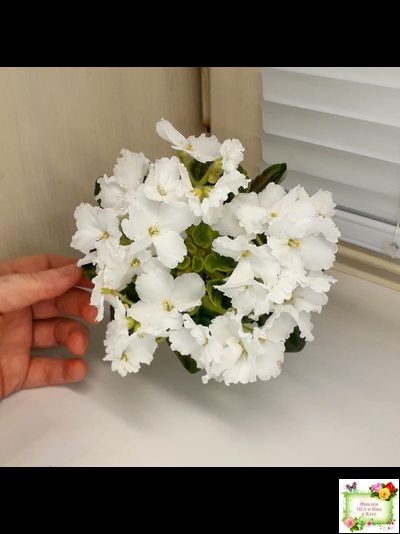 OS-Джунгарик (С.Осипова) (клакамас с кроновой пестролистностью)