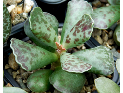 Adromischus cooperi  (3 листа без корней)
