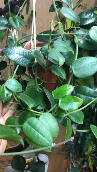 Hoya Obtusifolioides