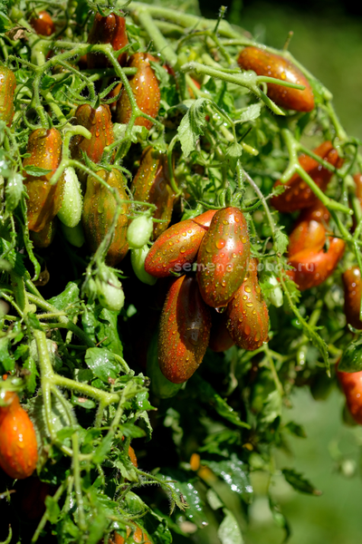 Томат Оливетта полосатая (Olivette Striée), 10 шт
