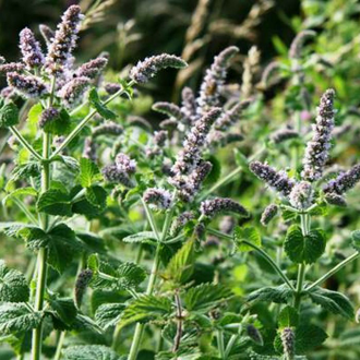 Мята колосистая, кудрявая (Mentha spicata) 10 мл - 100% натуральное эфирное масло