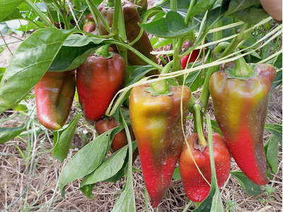 Перец сладкий Хорват