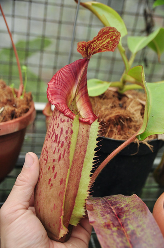 Nepenthes maxima x veitchii