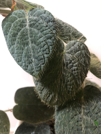 Ficus Villosa SP. / фикус Виллоза природник