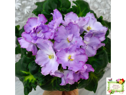 АВ-Девочка с Севера (Фиалковод) 2021 г.