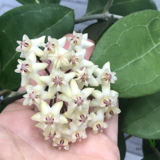 Hoya Elliptica ‘Mindanao’