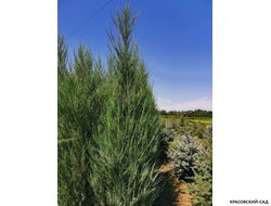 Можжевельник Блю Эрроу - Blue Arrow