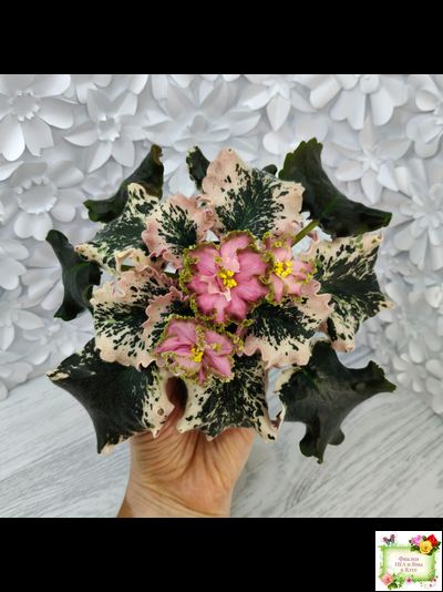 МТ-Пески Времени (М. Тотиева) 2022 г.