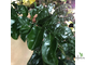 Murraya paniculata 'Himalayan' (Giant leaf) / муррайя гималайская большой лист