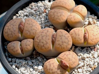 Lithops schwantesii (syn.gulielmi) C184 (MG) - 10 семян