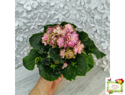 ЛЕ-Медуница (Е. Лебецкая) 2020 г.