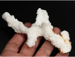 Коралл белый, коллекционный образец, Китай (120*60*40 мм, 55 г) №37701