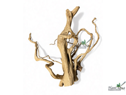 Коряга ПУСТЫННАЯ Коряень азалии4XL (40-70 см)