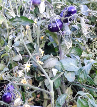 Семена томата Росомаха