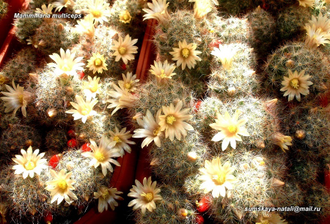 Mammillaria multiceps