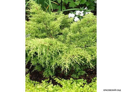 Можжевельник средний Голд Стар с доставкой по Москве в питомнике красовский-сад.рф