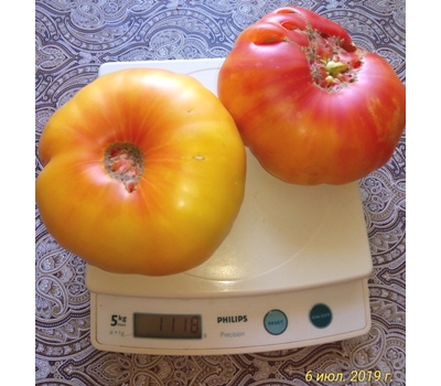 Томат Желтый камень (Yellow Stone)