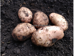 Сорт картофеля Северная Роза