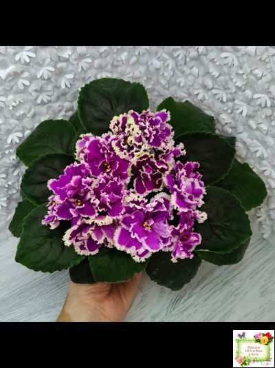 ЕК-Малахитовая Орхидея (Е. Коршунова) 2012 г.