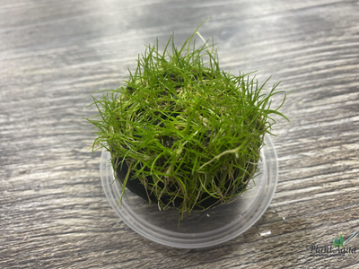 Элеохарис Мини на вабикусе