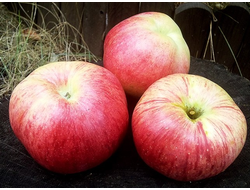 Память Мичурина (яблоня)