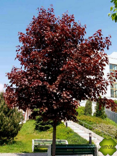 Клен остролистный "Роял Ред" (саженец 1,5 м)