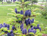 Пихта корейская (Abies Koreana) (RB-60-80)
