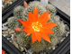 Rebutia pygmaea form/news (семена)