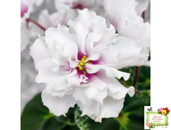 Р-В Стране Чудес (В.Зуб) 2023 г.