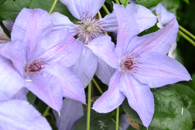 Клематис Министр , контейнер р9, 2л