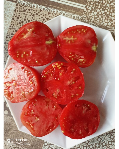 Томат Ребристый Эуганских Холмов (Costoluto Colli Euganei), Италия