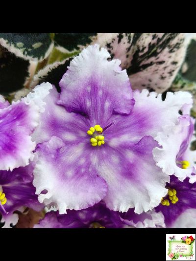 Dn-Дух Різдва (Д. Денисенко) 2020 г.