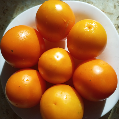 Томат Гном Лапа кенгуру желтый (Dwarf Kangaroo Paw Yellow)