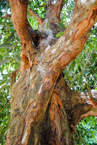 Корица (Cinnamomum Zeylanicum) Египет, кора (5 мл) - 100% натуральное эфирное масло