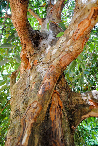 Корица (Cinnomomum Zeylanicum), кора (5 мл) - 100% натуральное эфирное масло