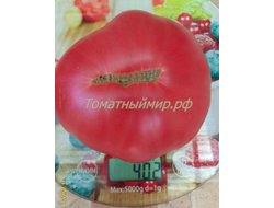 Томат Силезская малина (Schlesische Himbeere), Германия