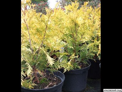 Туя Санкист - Sunkist