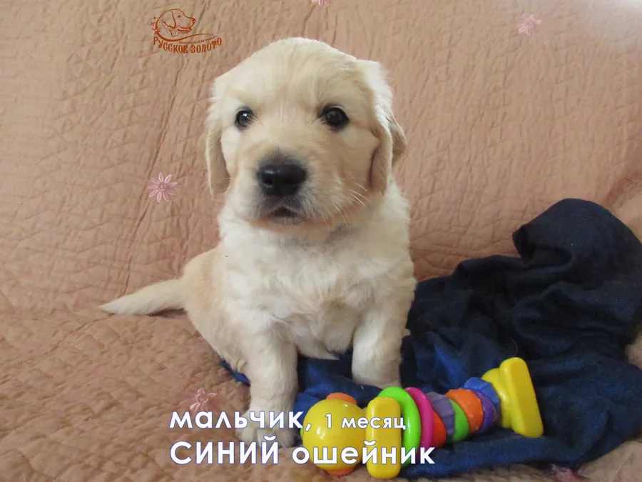  1 месяц. Мальчик СИНИЙ ошейничек