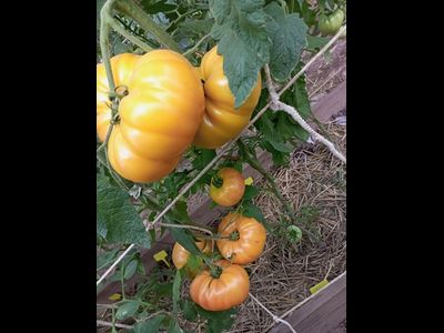 Томат Шелленберга Любимые (Schellenberg’s Favorite)