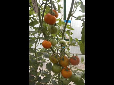 Томат Голубой ананас (Ananas blue)