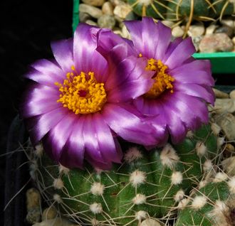 Notocactus uebelmannianus v.nilsonii aff. VG-1636 - 5 семян