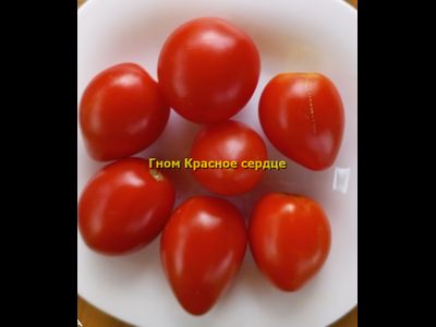 Томат Гном Красное сердце, (Dwarf Red Heart)