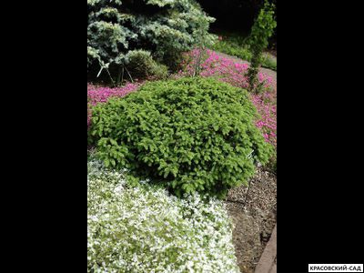 Ель обыкновенная Элеганс