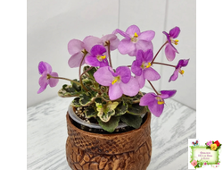 Toronto Belle (A.E.Adams) (детка)