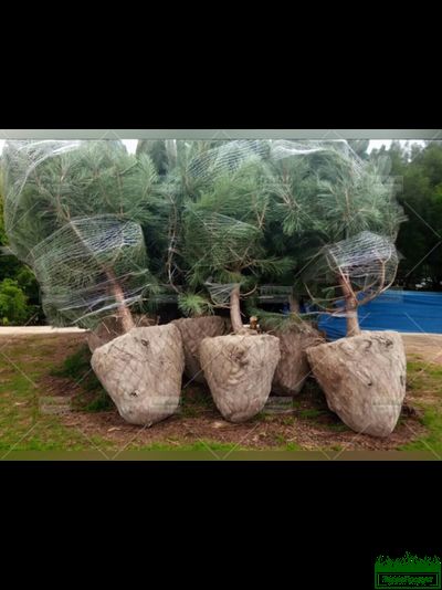 Мешковина Джутовая плотность 180гр/м2 рулон 100 метров,  (ширина 110см) Бангладеш