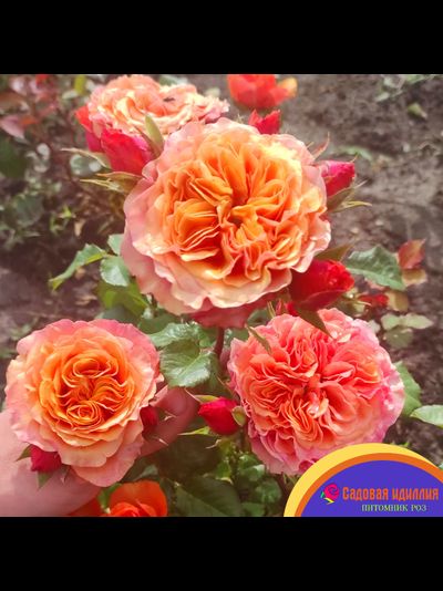 Соут Парк (South Park)