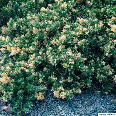 Можжевельник Экспанза Варигата - Expansa Variegata