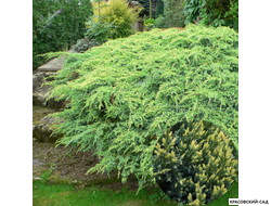 Можжевельник Холгер - Holger